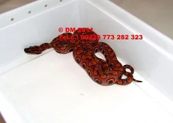 Epicrates cenchria cenchria