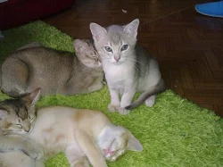 zlatá modrá burmilla s pp