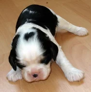 Kavalír king charles španěl
