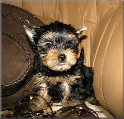 Yorkshire terrier - pejsek s PP