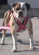 Americky bulldog