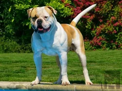 Americky bulldog