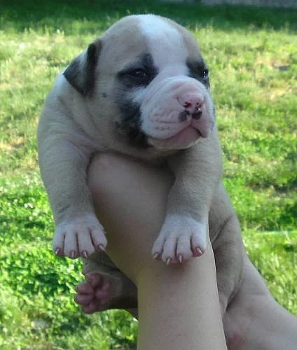 Americky bulldog