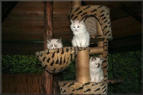 koťátka Ragdoll s PP