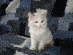 koťátka Ragdoll s PP