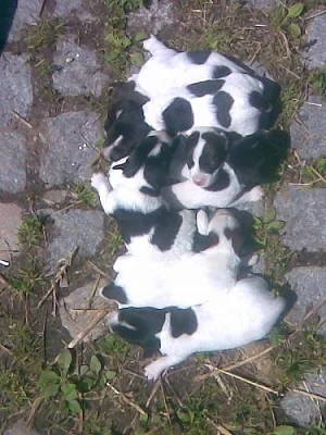 JRT