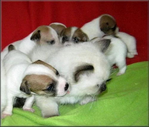 Jack russell terier