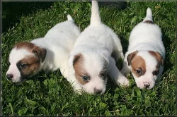 Jack russell terier