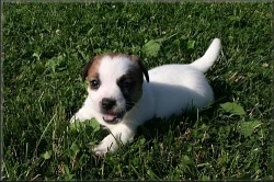 Jack russell terier