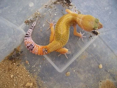 Krajty Morelia spilota cross jaguar a sibling
