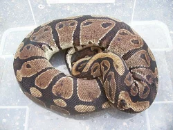 Krajty Morelia spilota cross jaguar a sibling