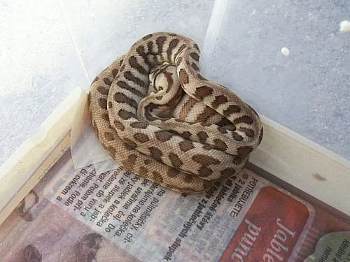 Krajty Morelia spilota cross jaguar a sibling