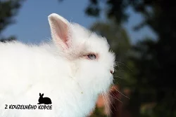 Zakrslý teddy králíčci s výbavičkou a rodokmenem
