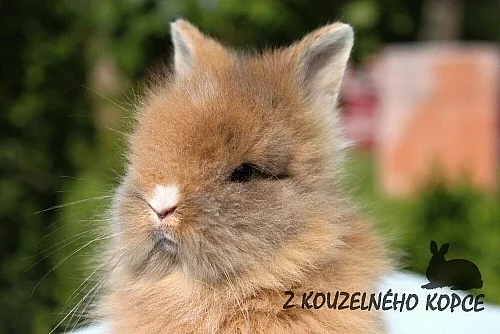 Zakrslý teddy králíčci s výbavičkou a rodokmenem