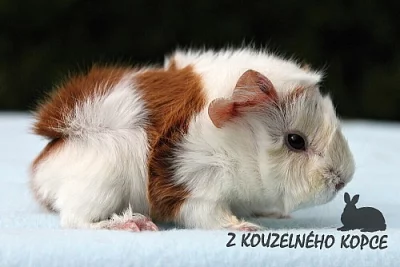 Morče plemene peruánec