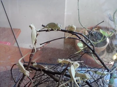 Chameleon Jemenský