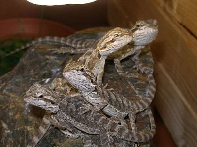 Agama vousatá