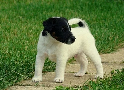 Foxteriér hladkosrstý- velmi pěkná štěňata s PP!