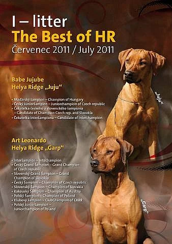 Rhodéský Ridgeback - štěňata
