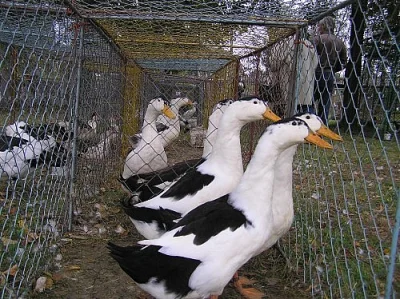 8. krajská výstava a 3. CVMD
