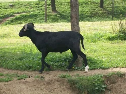 Kamerunští beránci