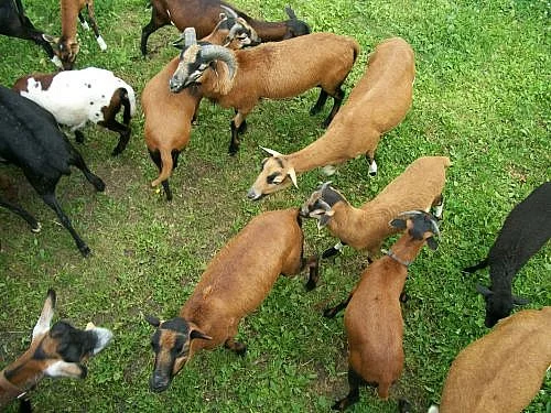 Kamerunští beránci