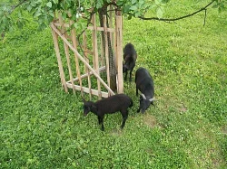 Kamerunští beránci