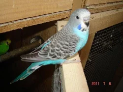 Andulky