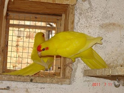 Kakariky červenočelý žlutý