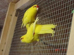 Kakariky červenočelý žlutý