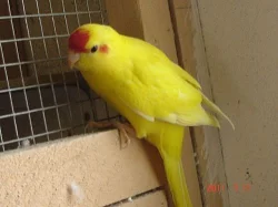 Kakariky červenočelý žlutý