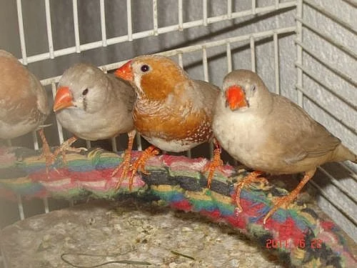 Zebřička-chovný samec