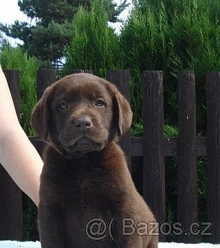 Labradorský retriever s PP