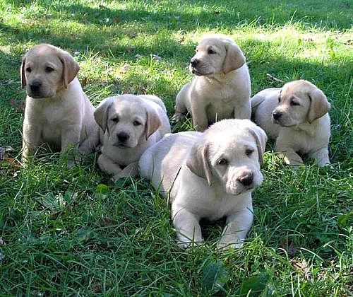 zdravé a Labrador štěňata