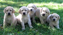 zdravé a Labrador štěňata