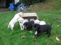 zdravé a Labrador štěňata