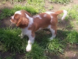 KAVALÍR KING CHARLES ŠPANĚL