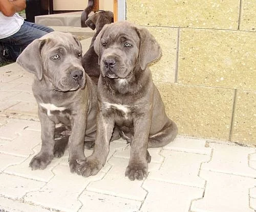 Cane corso štěňátka