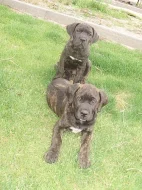Cane corso štěňátka