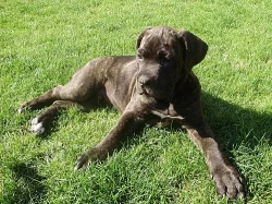 Cane corso štěňátka