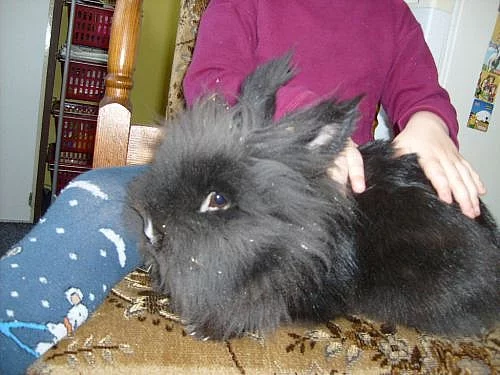 Daruji Králíka