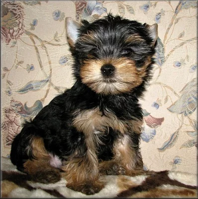 Yorkshire terrier - pejsek s PP