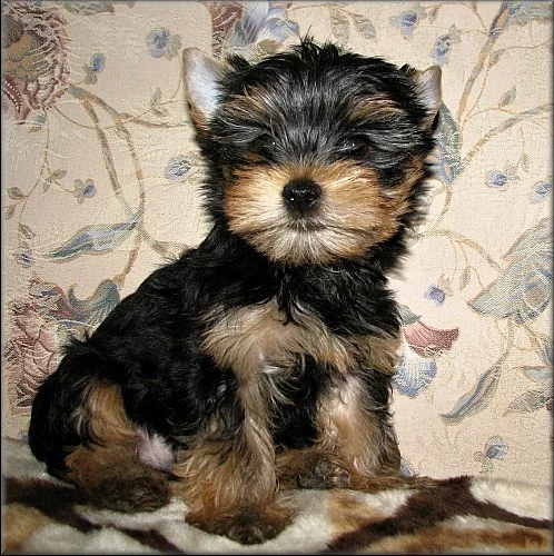 Yorkshire terrier - pejsek s PP