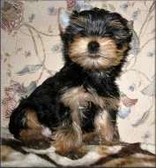 Yorkshire terrier - pejsek s PP