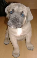 Štěnata cane corso italiano