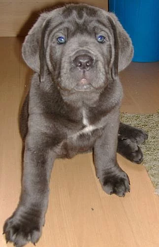 Štěnata cane corso italiano