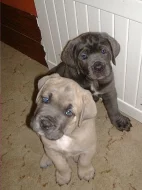 Štěnata cane corso italiano