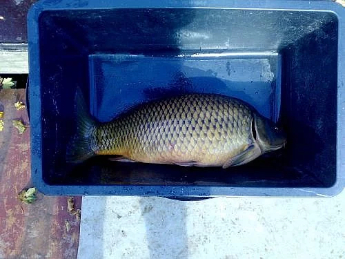 prodej generačních kaprů