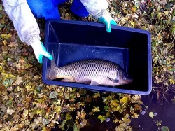 prodej generačních kaprů