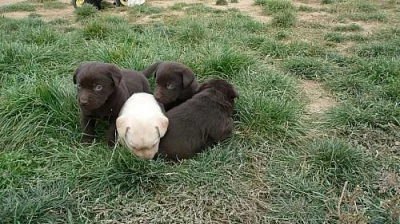 prodáme štěňátka labradorského retrívra